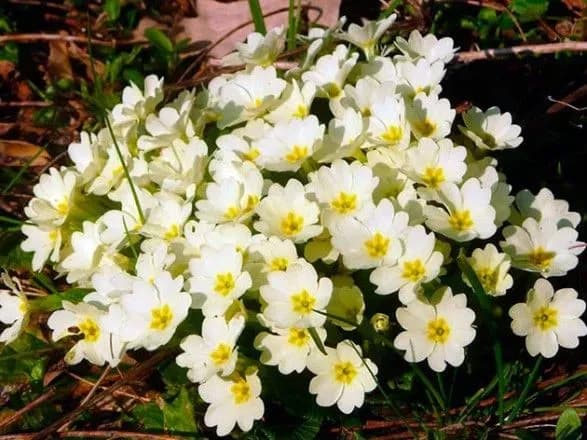 z-pochatku-roku-v-ukrayini-u-ramkakh-operatsiyi-pervotsvit-bulo-peredano-do-sudu-214-protokoliv