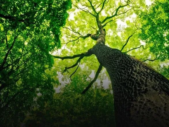 skhilnikh-do-alergiyi-ukrayintsiv-zaklikali-ne-yisti-yabluka-ta-obmezhiti-pro-progulyanki