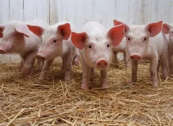 rabobank-prognozuye-padinnya-virobnitstva-svinini-v-kitayi-na-tretinu
