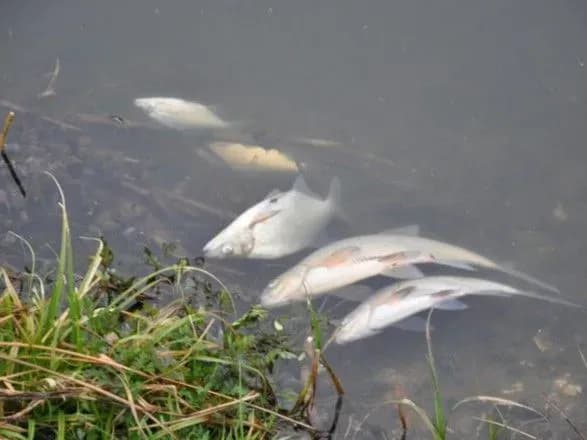 zbitki-cherez-masovu-zagibel-ribi-na-zhitomirschini-perevischila-14-mln-grn