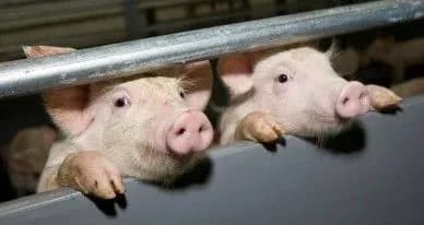 achs-distalasya-tibetu