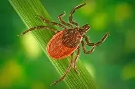 ukrayintsyam-nagadali-yak-vberegtisya-vid-klischiv