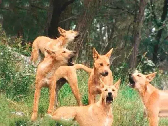 v-avstraliyi-zgraya-sobak-dingo-napala-na-ditinu