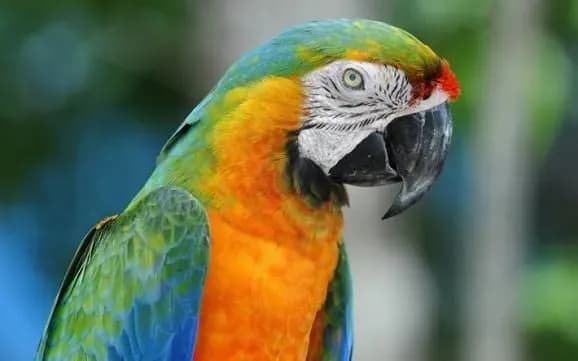 u-braziliyi-areshtuvali-papugu-yakiy-stoyav-na-shukheri-u-narkotorgovtsiv