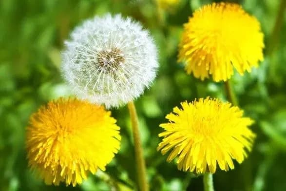 alergologi-nazvali-nebezpechnishu-roslinu-nastupnogo-tizhnya