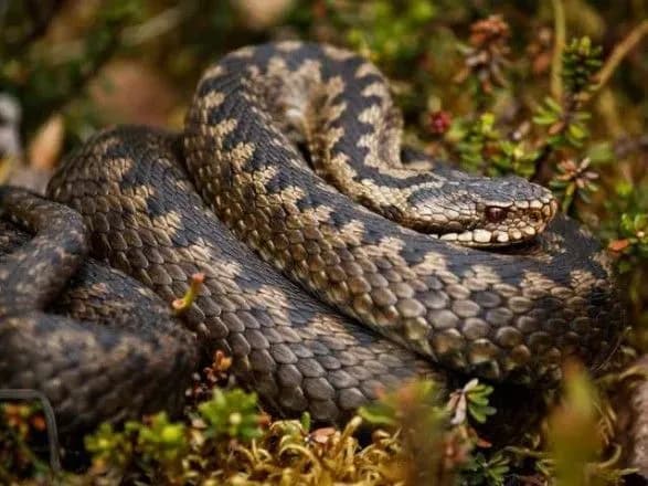 na-lvivschini-cholovika-vkusila-zmiya-1