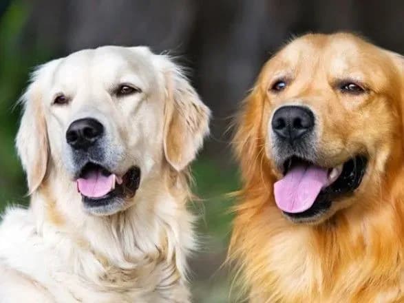 minveteraniv-zayavilo-pro-pidtrimku-proektiv-zooterapiyi