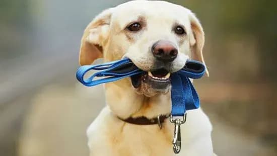 u-kiyevi-do-kintsya-roku-planuyut-dodatkovo-vstanoviti-100-sobachikh-vbiralen