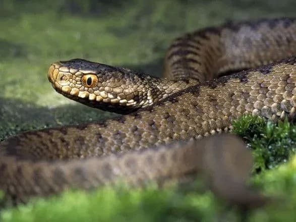 na-lvivschini-gospitalizuvali-cholovika-yakogo-vkusila-zmiya