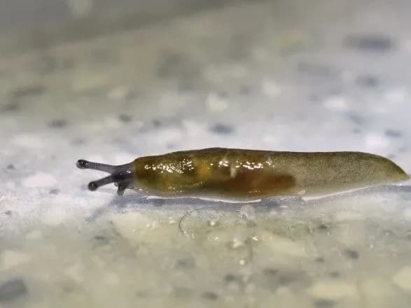 v-yaponiyi-malenkiy-slimak-znestrumiv-zaliznitsyu