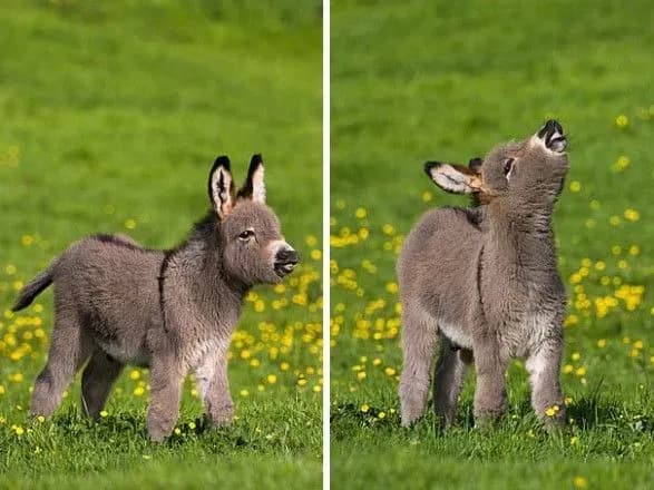 naybilshe-koney-ta-vislyukiv-ukrayina-postachaye-u-veliku-britaniyu