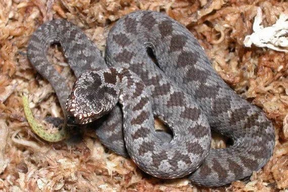 na-lvivschini-dvoye-osib-potrapili-do-reanimatsiyi-cherez-ukus-zmiyi