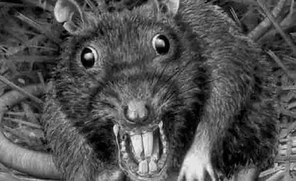 v-odnomu-z-ditsadkiv-moldovi-pomitili-schuriv