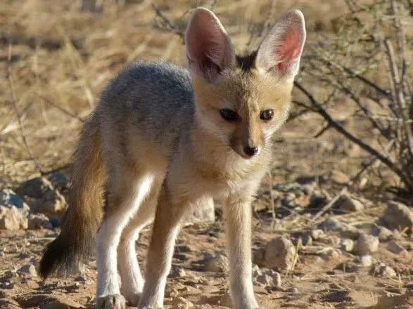 zmina-klimatu-vitisnyaye-odin-z-vidiv-lisits-na-pivnich