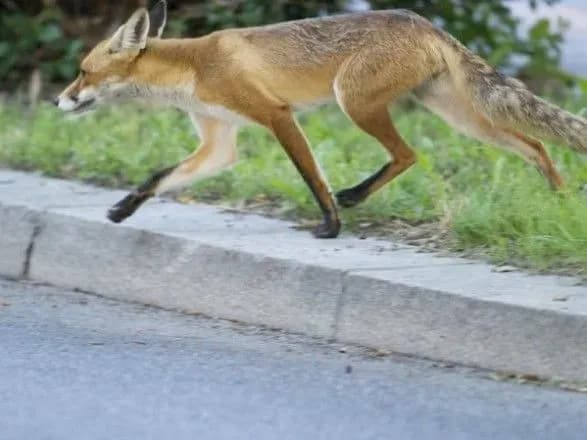 lisitsya-napala-na-splyachu-patsiyentku-u-likarni-tsyurikha