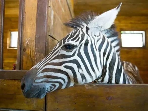 z-ekoparku-v-kharkovi-vtekla-zebra
