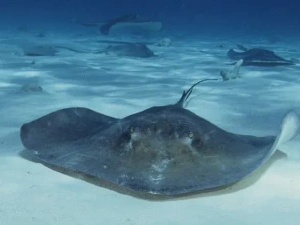 krayini-domovilisya-posiliti-zakhist-18-vidiv-akul-i-skativ