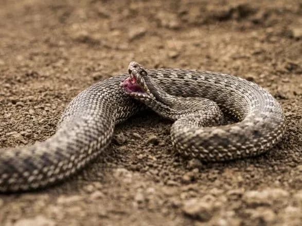 cholovika-vkusila-gadyuka-u-poli-na-khersonschini