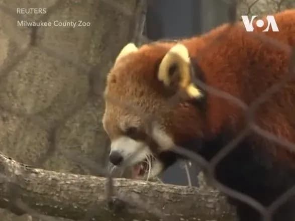 u-ssha-pokazali-ditincha-ridkisnoyi-pandi-na-imya-kiki