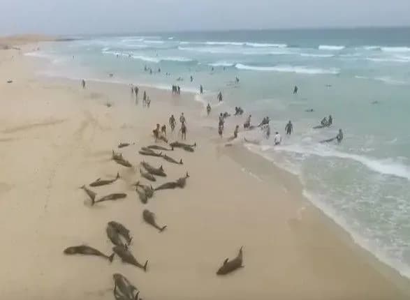 bilshe-sotni-delfiniv-vikinulisya-z-morya-na-afrikanskiy-plyazh