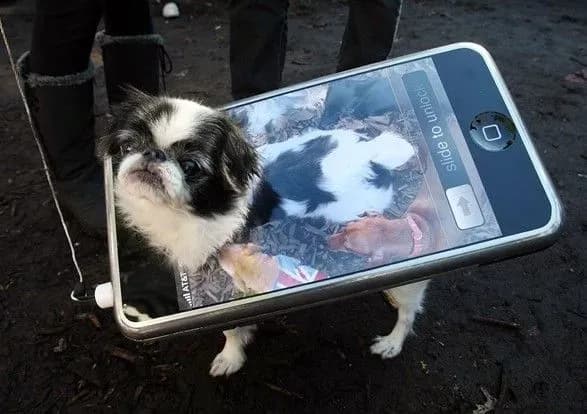 ideyi-kostyumiv-yak-odyagti-svogo-domashnogo-ulyublentsya-na-khellovin