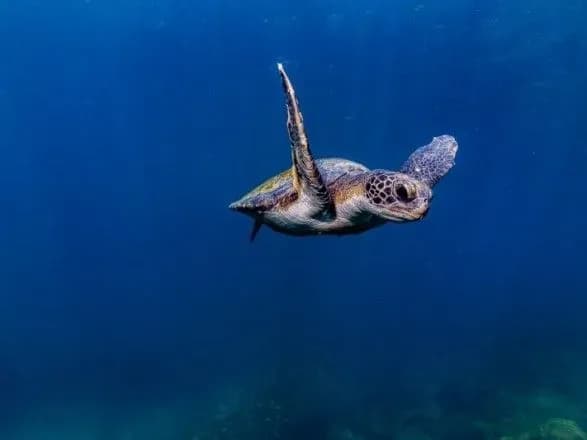 u-braziliyi-cherez-nevidomiy-vitok-nafti-masovo-pomirayut-cherepakhi