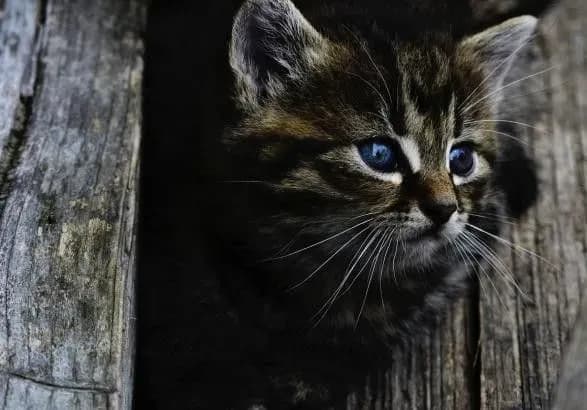 u-sumakh-divchata-pidlitki-topili-u-kolodyazi-koshenyat-i-znimali-tse-na-video