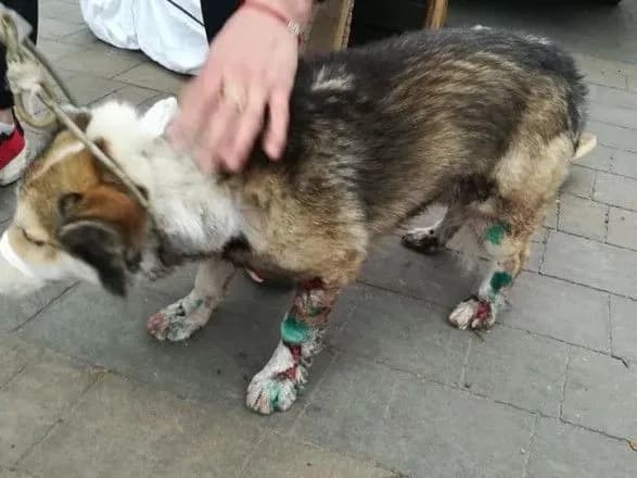 sprava-zhivodera-z-khmelnichchini-cholovik-pripiniv-znuschannya-lishe-pislya-vtruchannya-ochevidtsiv