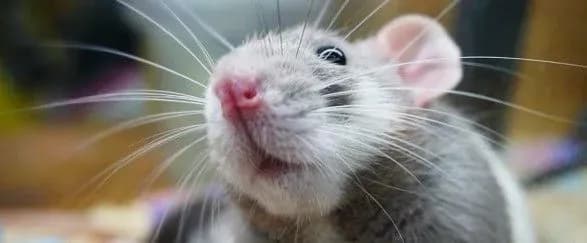 spacex-dostavit-genetichno-modifikovanikh-mishey-u-kosmos