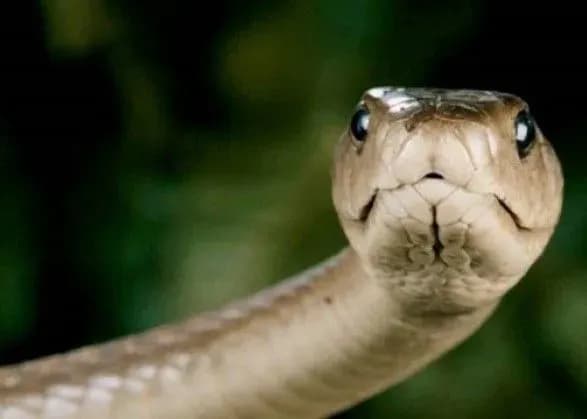 na-lvivschini-cholovika-vkusila-zmiya-2