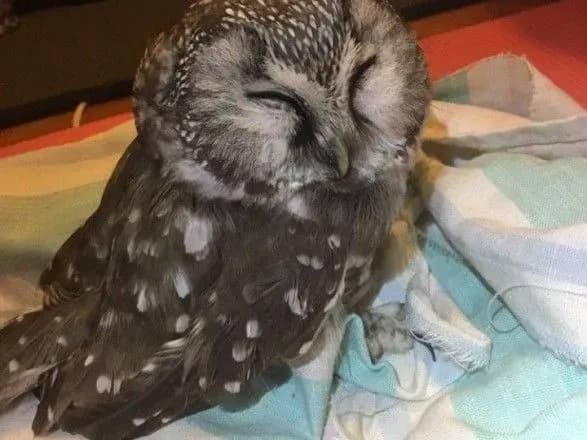 yenoti-i-schuri-sovi-i-cherepakhi-yakikh-tvarin-ryatuvali-u-stolitsi-u-2019-rotsi