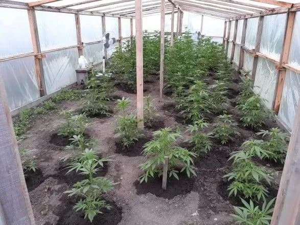 u-kiyevi-suditimut-10-chleniv-ugrupovannya-yaki-viroschuvali-ta-prodavali-kanabis