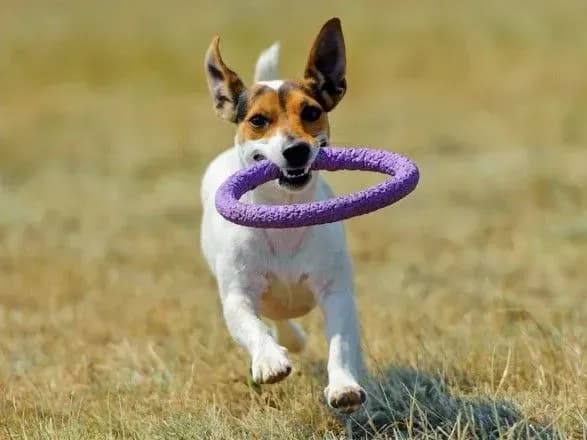 chomu-ne-potribno-prodavati-sobak-navit-yakscho-gaz-v-krayini-dorogiy