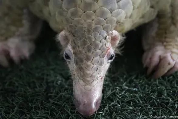 koronavirus-mig-peredatisya-lyudini-cherez-pangoliniv-kitayski-vcheni