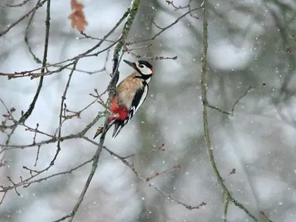 sogodni-v-ukrayini-do-12-gradusiv-tepla-2