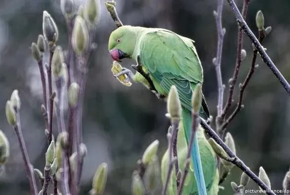 u-nimechchini-diki-papugi-zagrozhuyut-tsvitinnyu-magnoliy