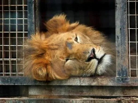 minkult-rozrobiv-zakonoproekt-pro-zaboronu-tvarin-u-tsirku