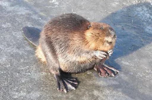 na-lvivschini-vryatuvali-bobriv-scho-vpali-do-kolodyazya