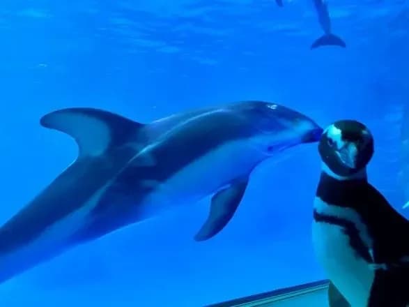 okeanariumom-v-chikago-prodovzhuyut-gulyati-pingvini