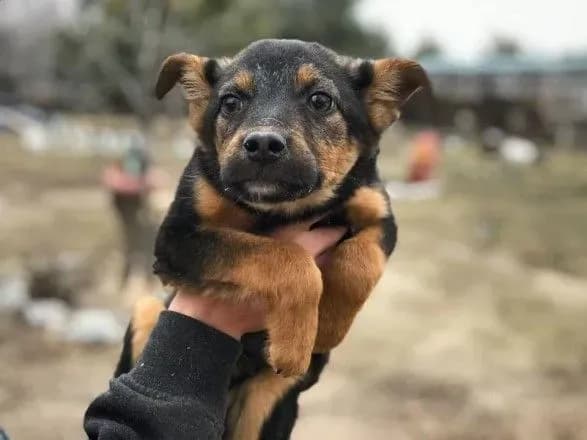 tvarini-ne-ydut-na-karantin-yak-dopomogti-pritulkam-pid-chas-pandemiyi