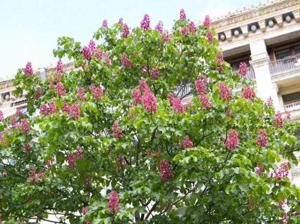 klichko-i-shvartsenegger-pisneyu-privitali-kiyan-z-dnem-kiyeva-video