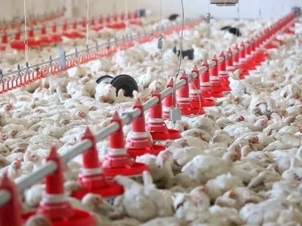 kompensatsiyu-povinni-buli-otrimati-300-osib-ale-spravu-zamyali-yak-vlasnikam-gavrilivskikh-kurchat-vdalosya-piti-vid-vidpovidalnosti-za-mogilnik