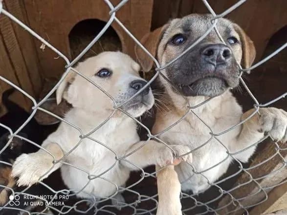 pid-ivano-frankivskom-zatopilo-pritulok-dlya-sobak