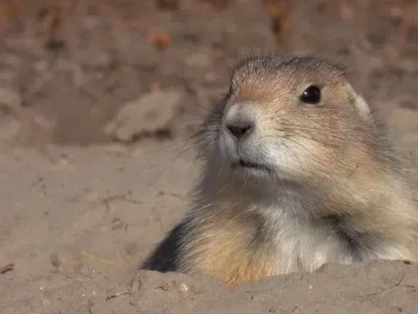 na-zakhodi-mongoliyi-zafiksovano-spalakh-bubonnoyi-chumi