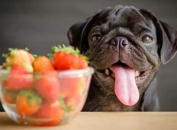 alergiya-nabryak-legeniv-i-diabet-veterinar-poyasniv-chomu-domashnim-tvarinam-ne-potribno-davati-frukti