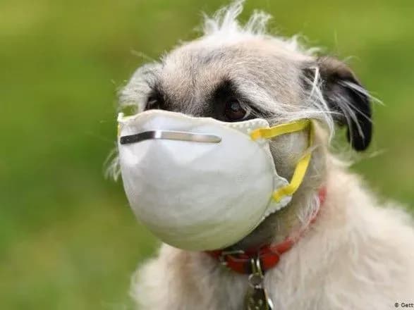 koronavirus-sars-cov-2-mozhe-peredavatisya-vid-lyudey-domashnim-ulyublentsyam-doslidzhennya