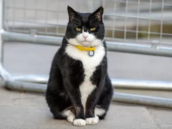 kit-palmerston-yde-na-pensiyu-z-mzs-britaniyi