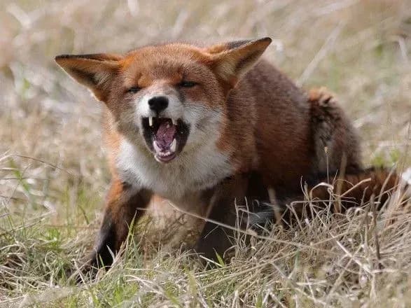 skazhena-lisitsya-vkusila-zhinku-na-kirovogradschini