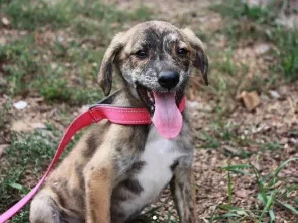 pritulok-best-frends-zaklikaye-stati-opikunom-tvarini