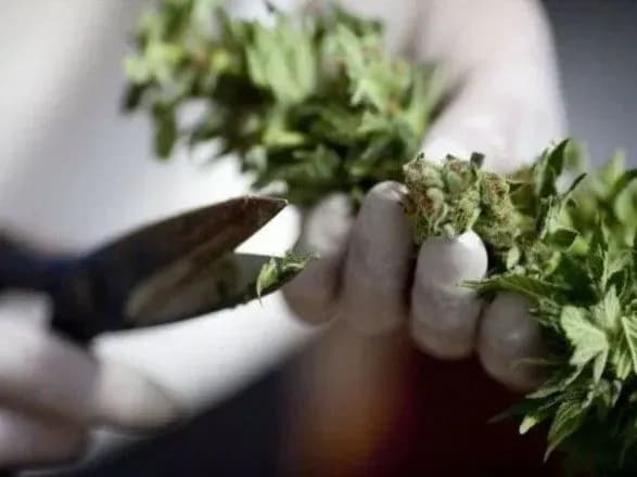 u-zelenskogo-argumentuvali-opituvannya-pro-medichniy-kanabis-bez-dumki-narodu-diskusiya-mozhe-trivati-sche-dovgo